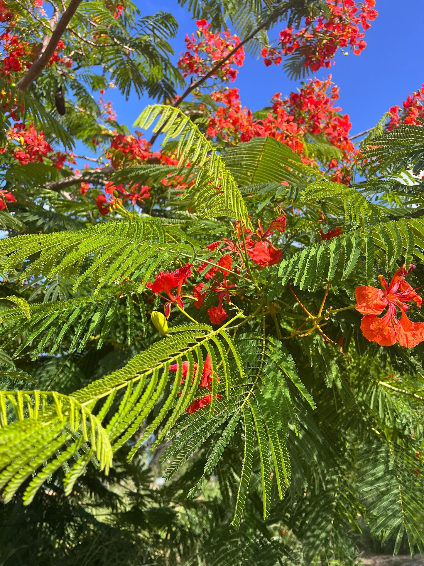Flamboyán necklace pinto