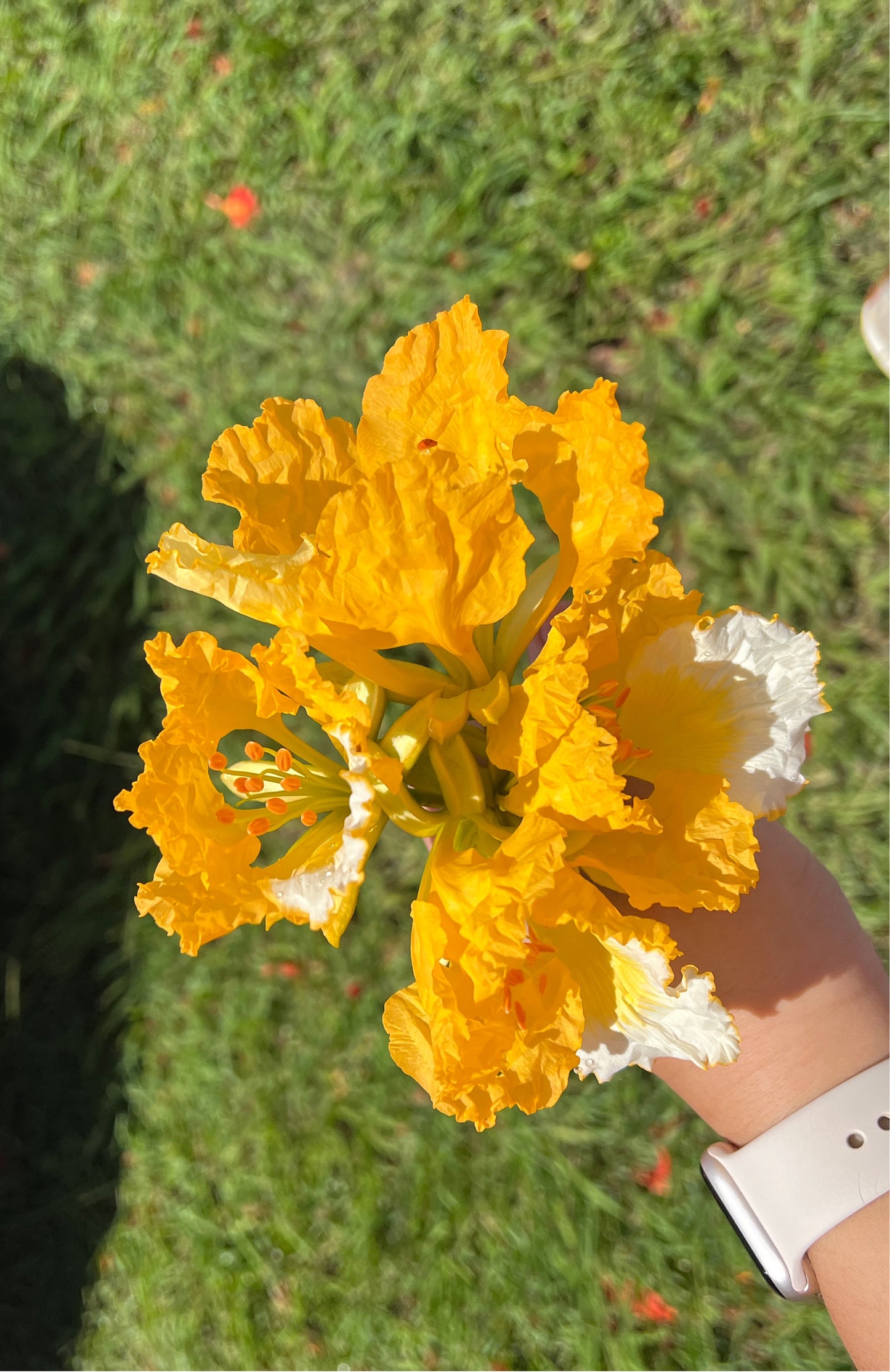 Flamboyán amarillo earrings